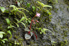 Sonerila scapigera